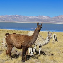 Llamas of Laguna Salinas